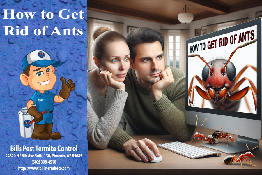How to get rid of Ants - Bills Pest Termite Control