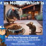 Rat vs Mouse or Mouse vs Rat Which is it?