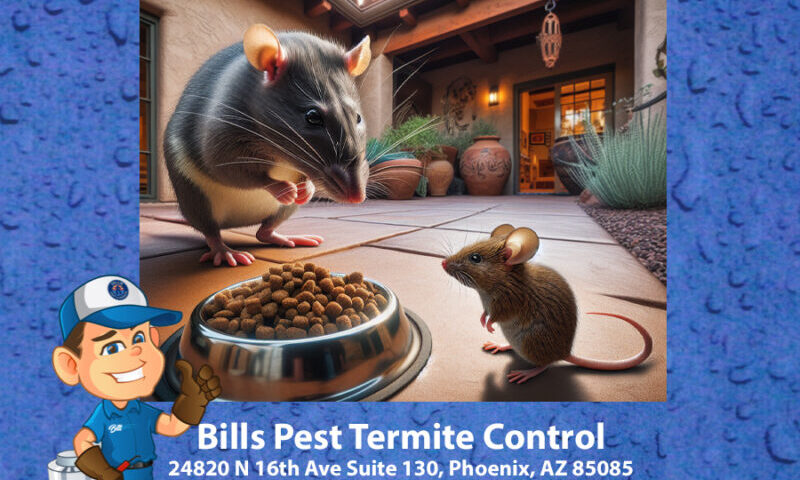 Rat vs Mouse or Mouse vs Rat Which is it?