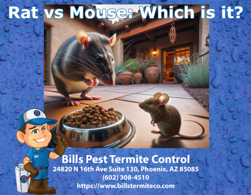 Rat vs Mouse or Mouse vs Rat Which is it?