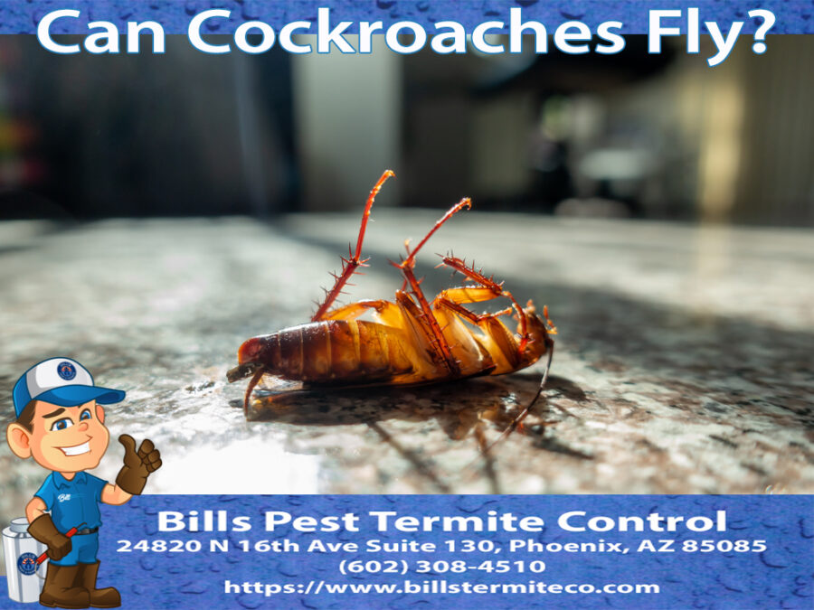 Can Cockroaches Fly | Bills Pest Termite Control