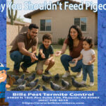 Why You Shouldn't Feed Pigeons in Phoenix Az