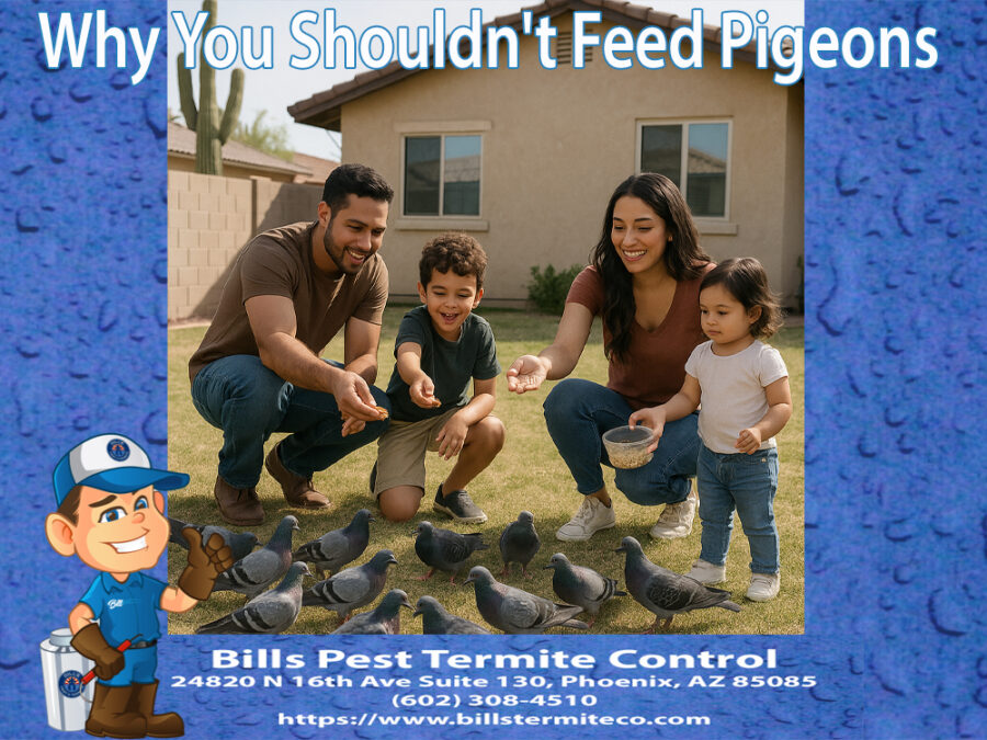 Why You Shouldn't Feed Pigeons in Phoenix Az