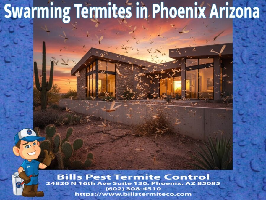 Swarming Termites in Phoenix Arizona