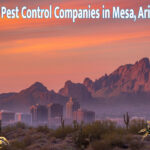 Best Pest Control Companies in Mesa Az