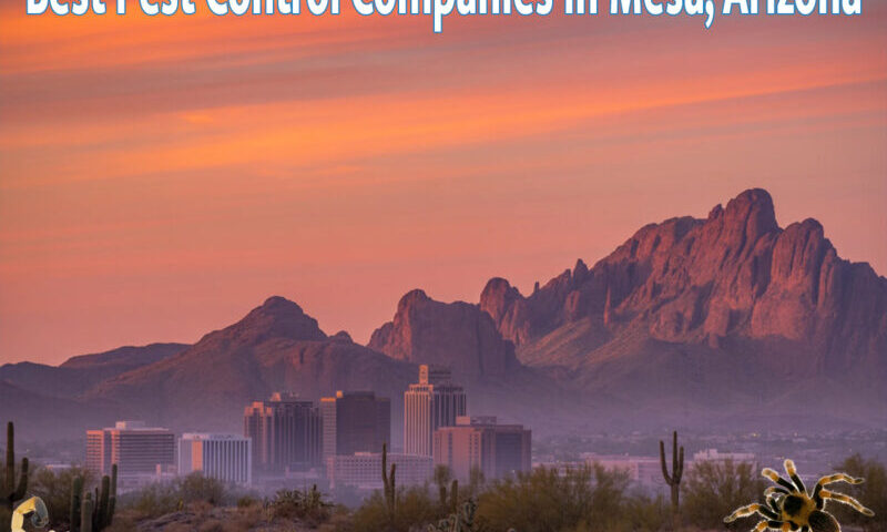 Best Pest Control Companies in Mesa Az