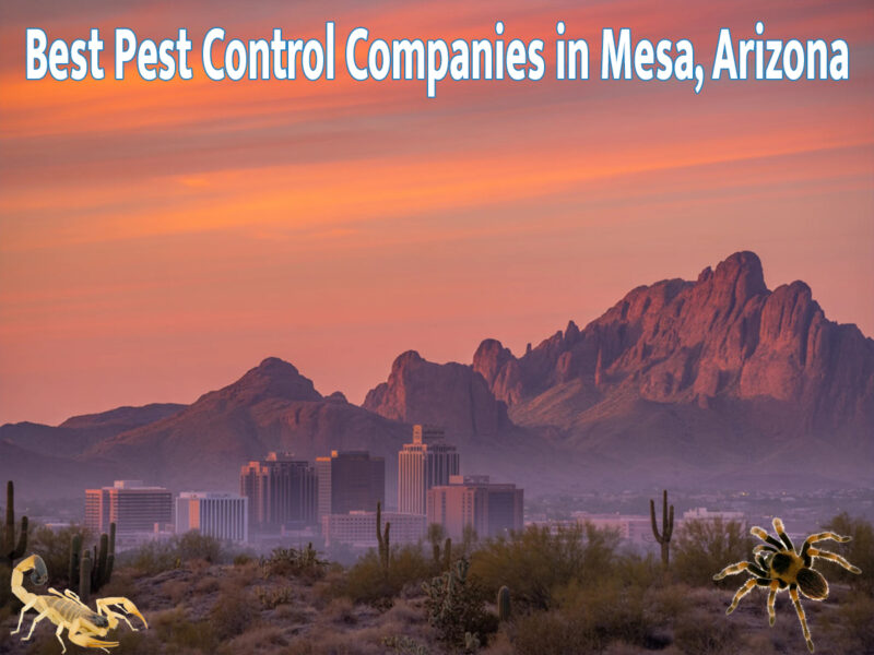 Best Pest Control Companies in Mesa Az