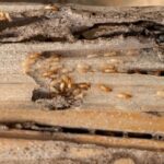 Termites in a home