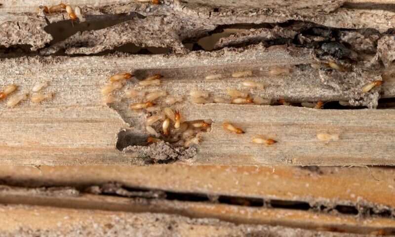 Termites in a home