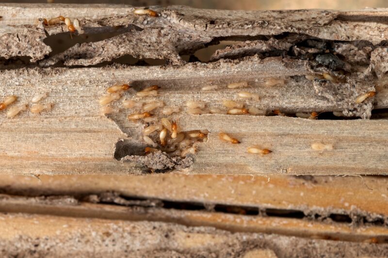 Termites in a home
