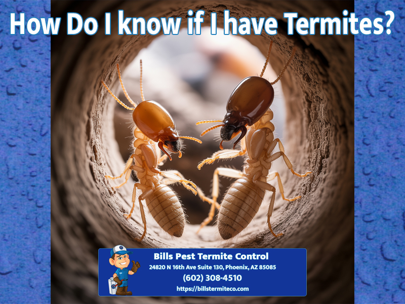How Do I know if I have Termites?