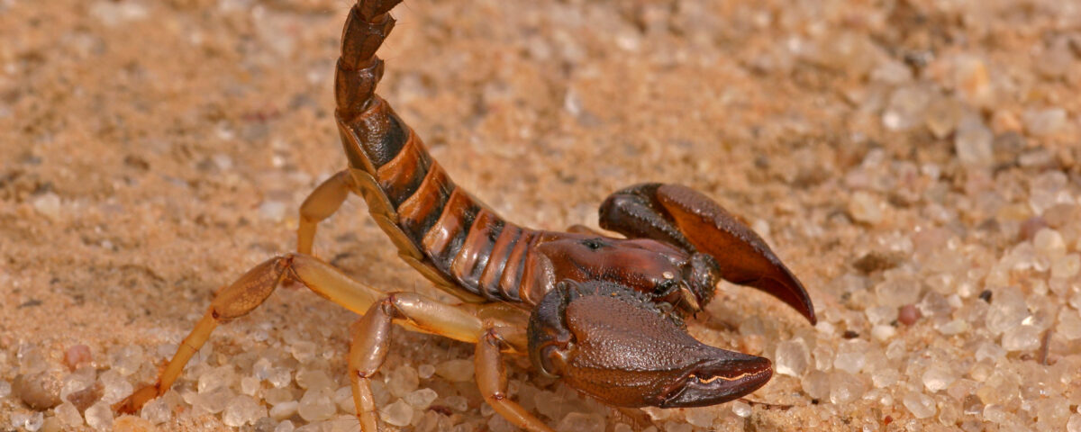 scorpion on the sand
