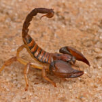 scorpion on the sand