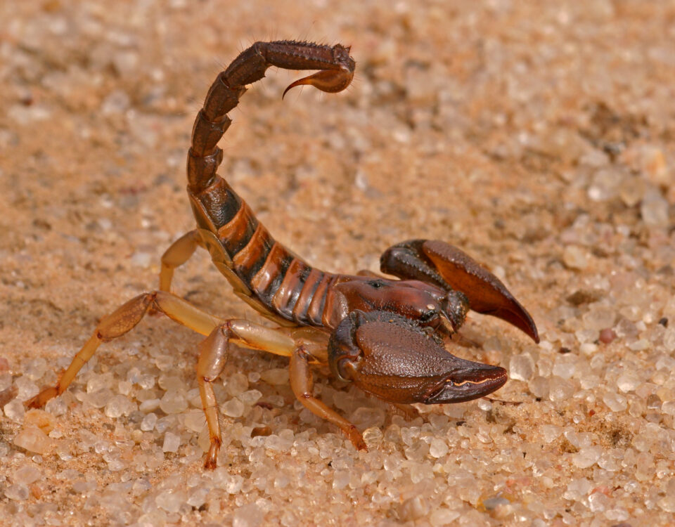 scorpion on the sand