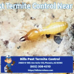 Best Termite Control Near Me