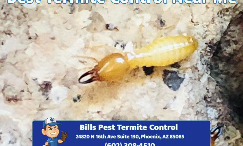 Best Termite Control Near Me