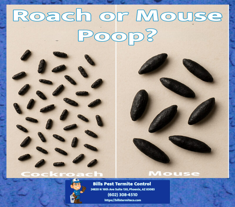 Cockroach Poop Vs Mouse Poop