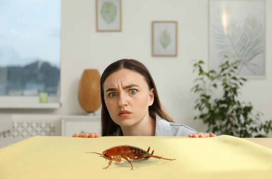 roach on counter