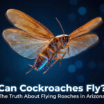 Can Cockroaches Fly?