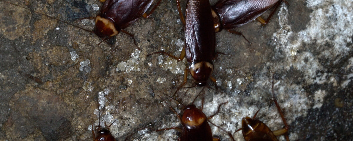 Sewer Roaches