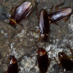 Sewer Roaches