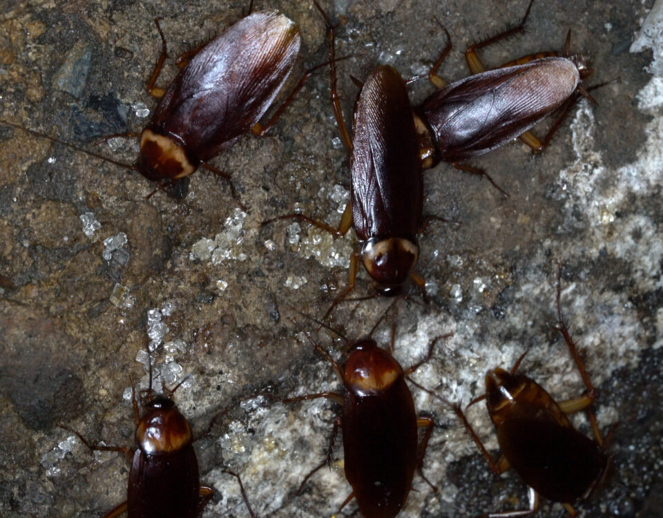 Sewer Roaches