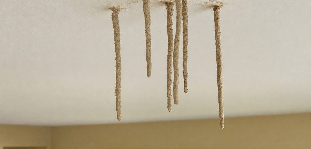 What Are These Mud Looking Strings Hanging From My Ceiling?