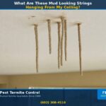 What Are These Mud Looking Strings Hanging From My Ceiling?