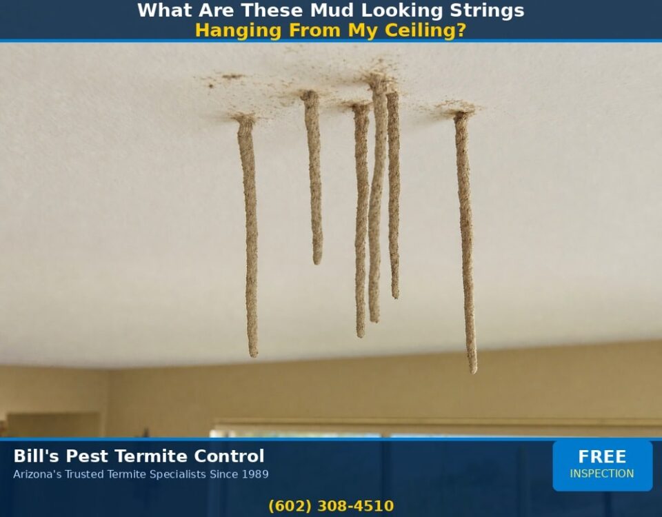 What Are These Mud Looking Strings Hanging From My Ceiling?