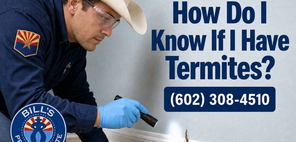 How Do I Know If I Have Termites in Phoenix AZ | Bills Pest Control