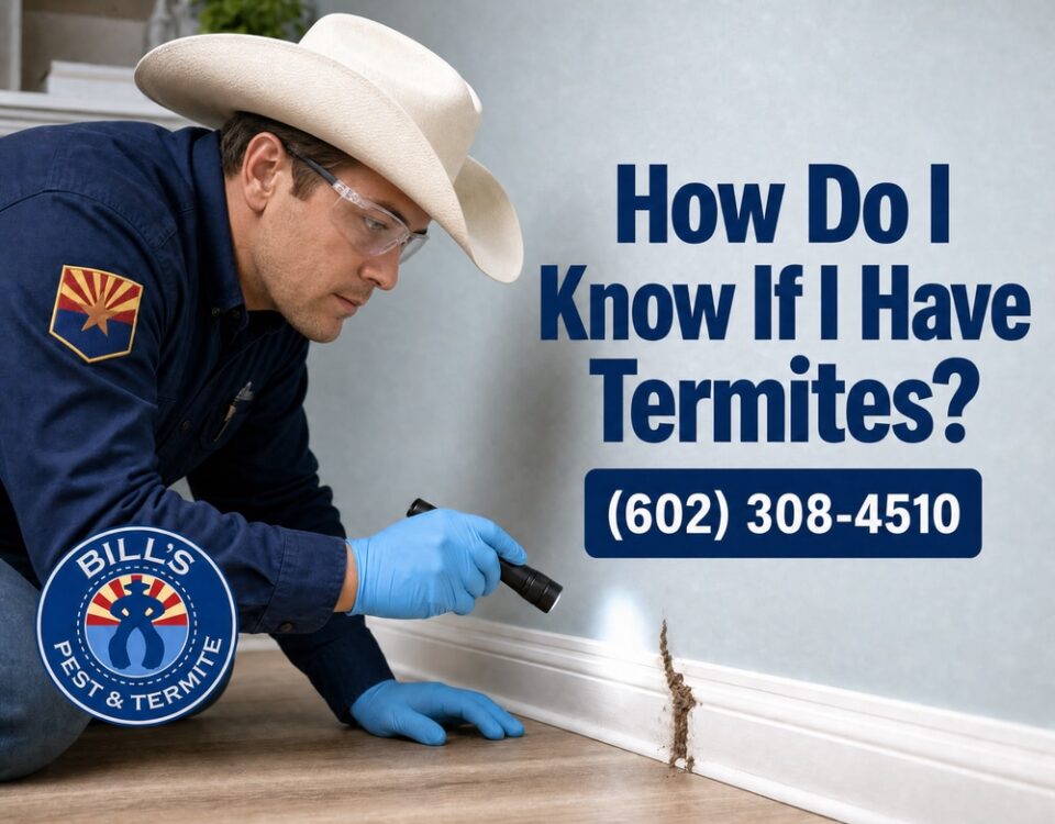 How Do I Know If I Have Termites in Phoenix AZ | Bills Pest Control