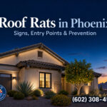 Roof Rats in Phoenix AZ- Signs, Entry Points & Prevention