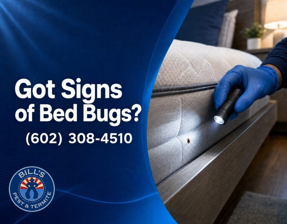 Signs of Bed Bugs in Phoenix Az- What to Look For and Do Today!