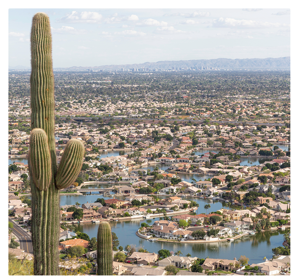 cactus overlooking city