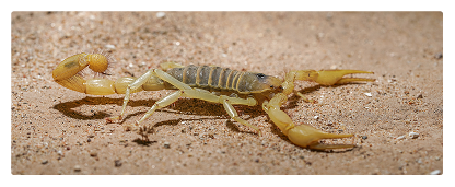 scorpion