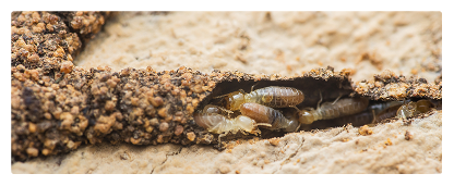 termite treatments