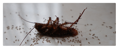 roach and ant management