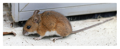 mice