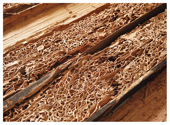 termites