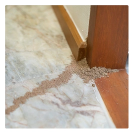 termite damage