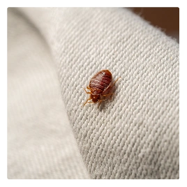 bed bug