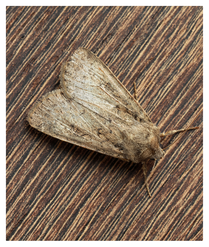 moth