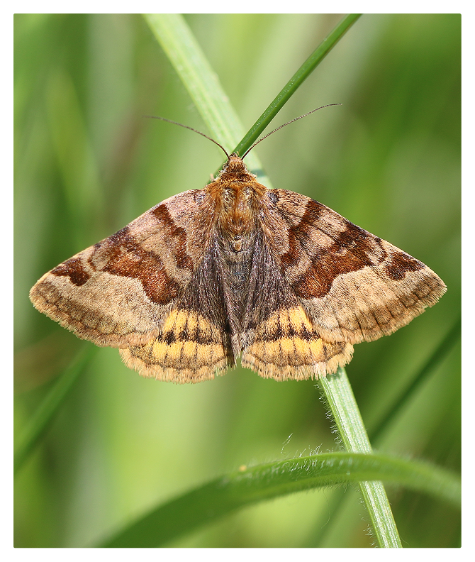 moth