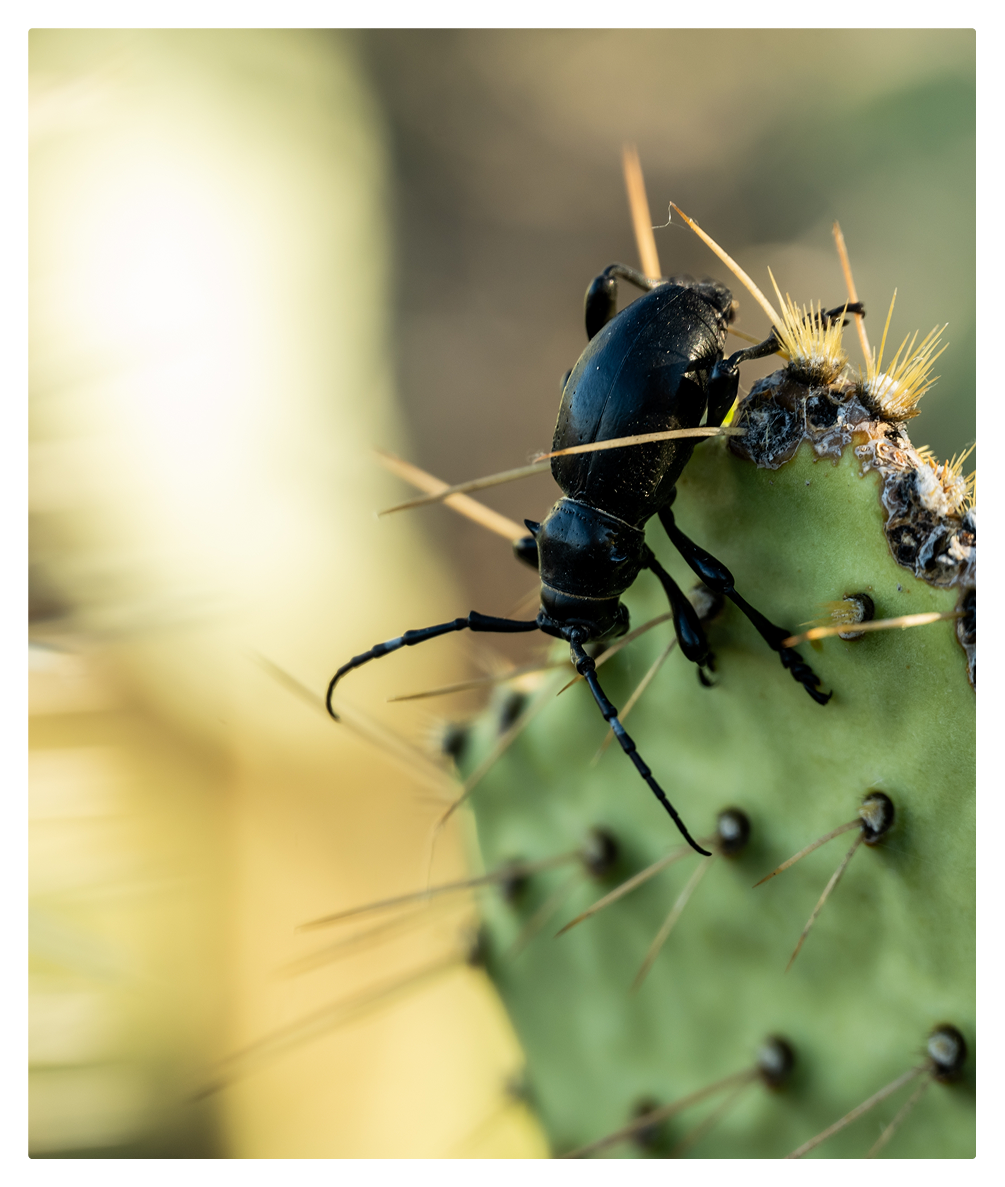beetle