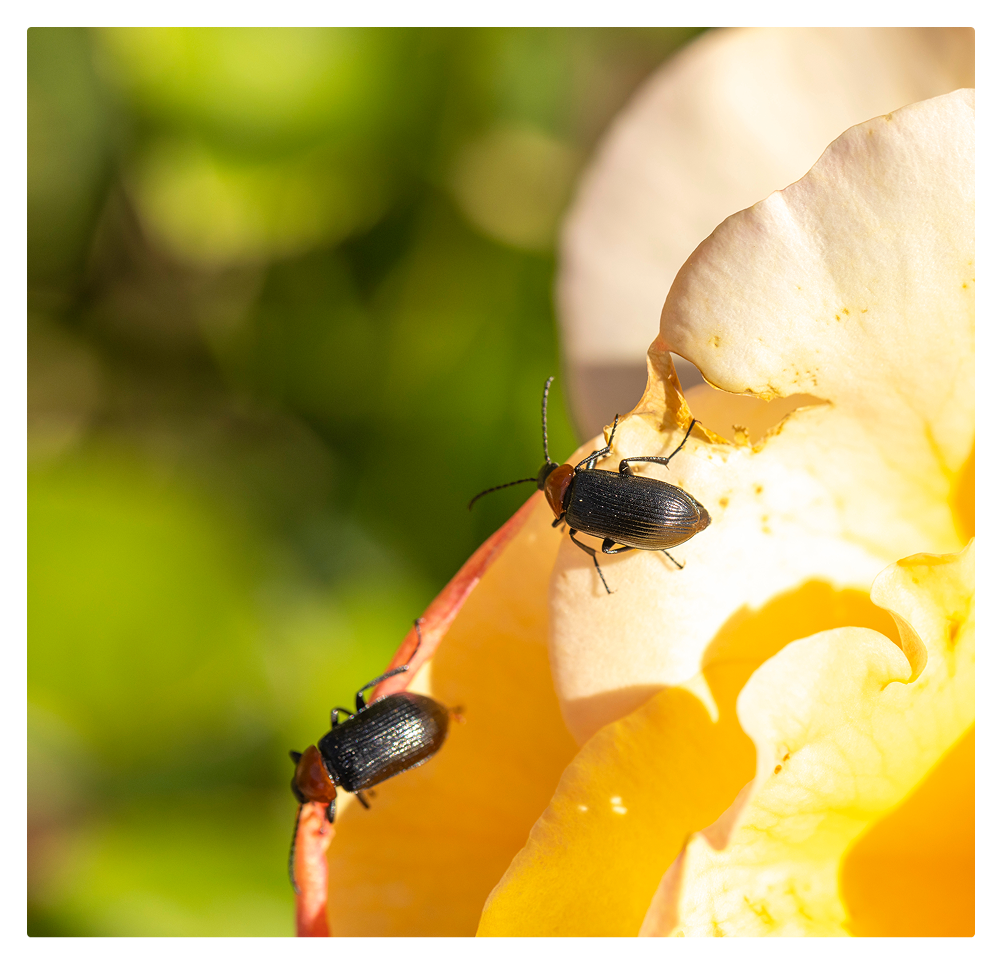 beetle