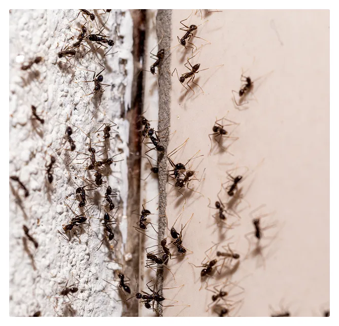 odorous ants