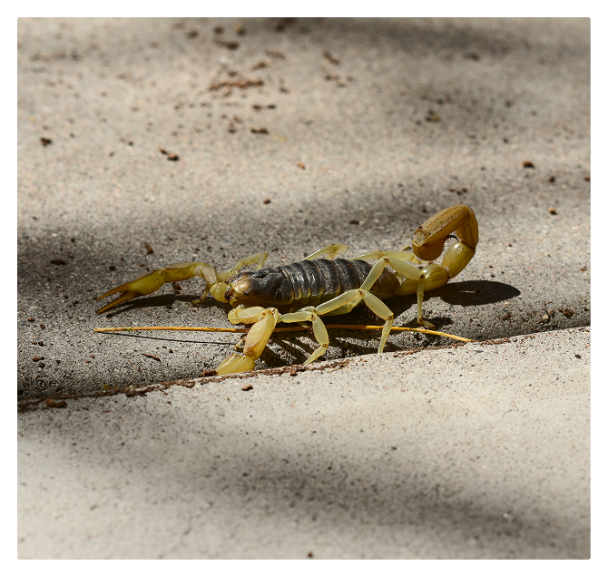 scorpion