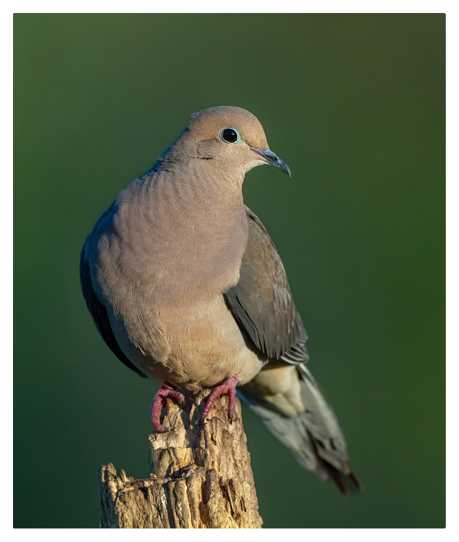 mourning dove