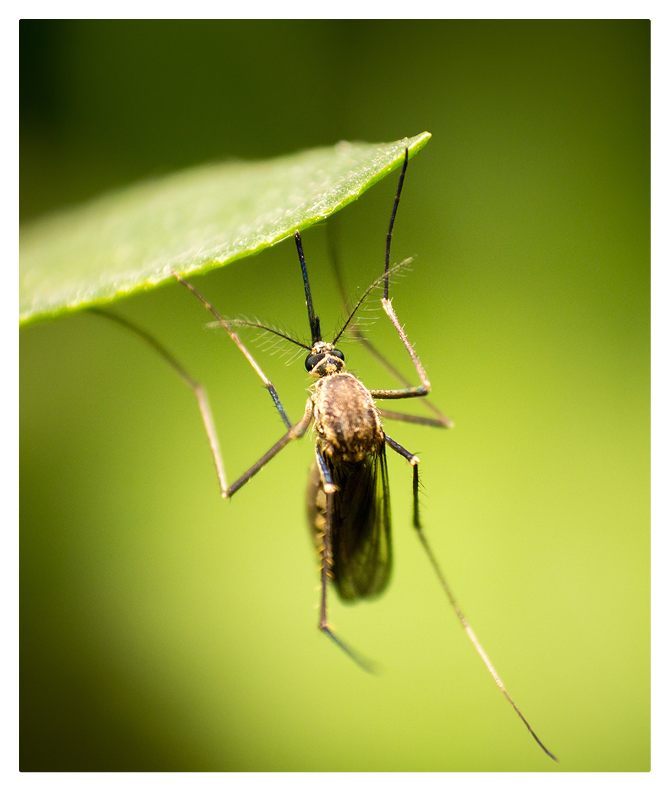 mosquito