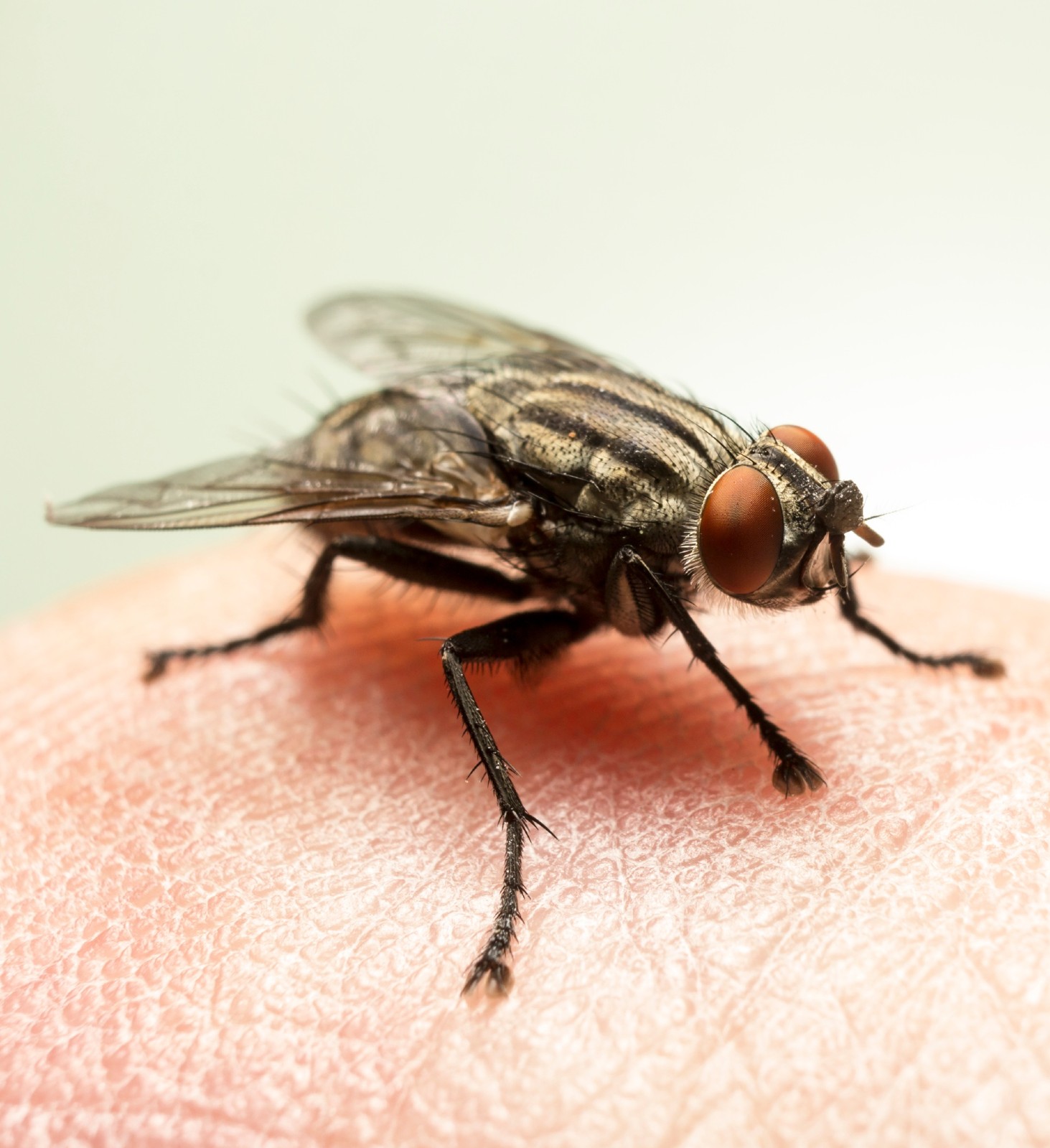 flies